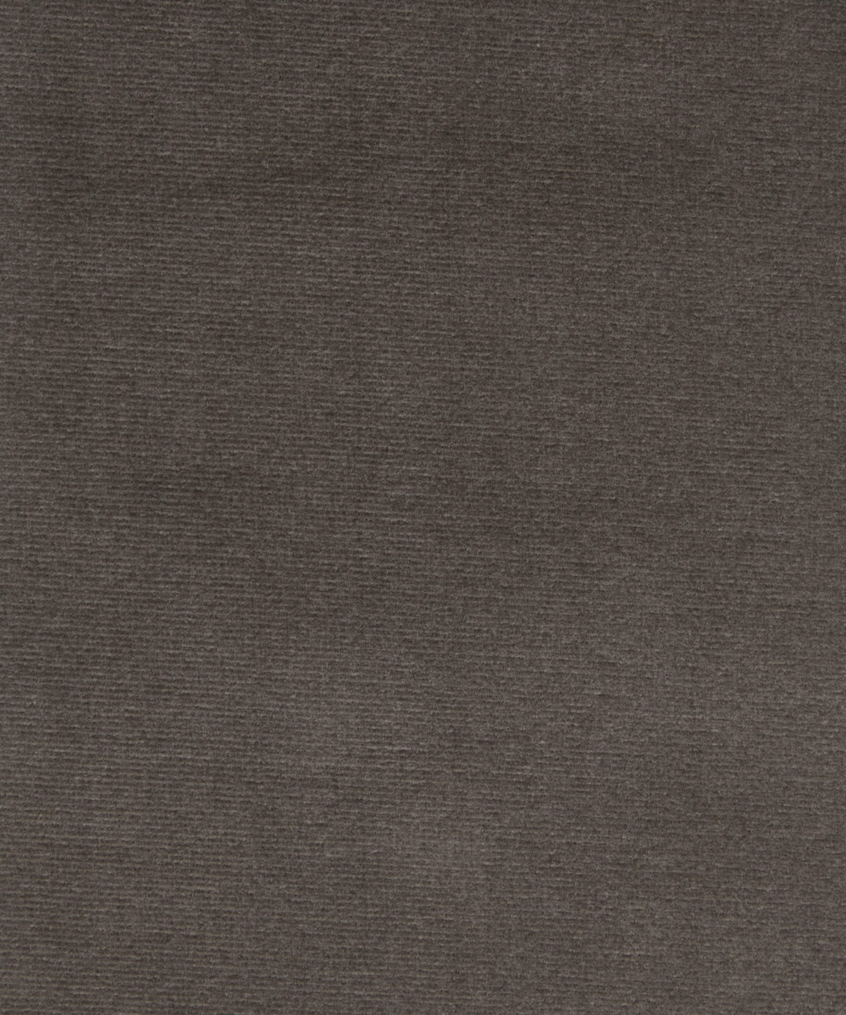 Cotton Velvet in Curlew - Indoor