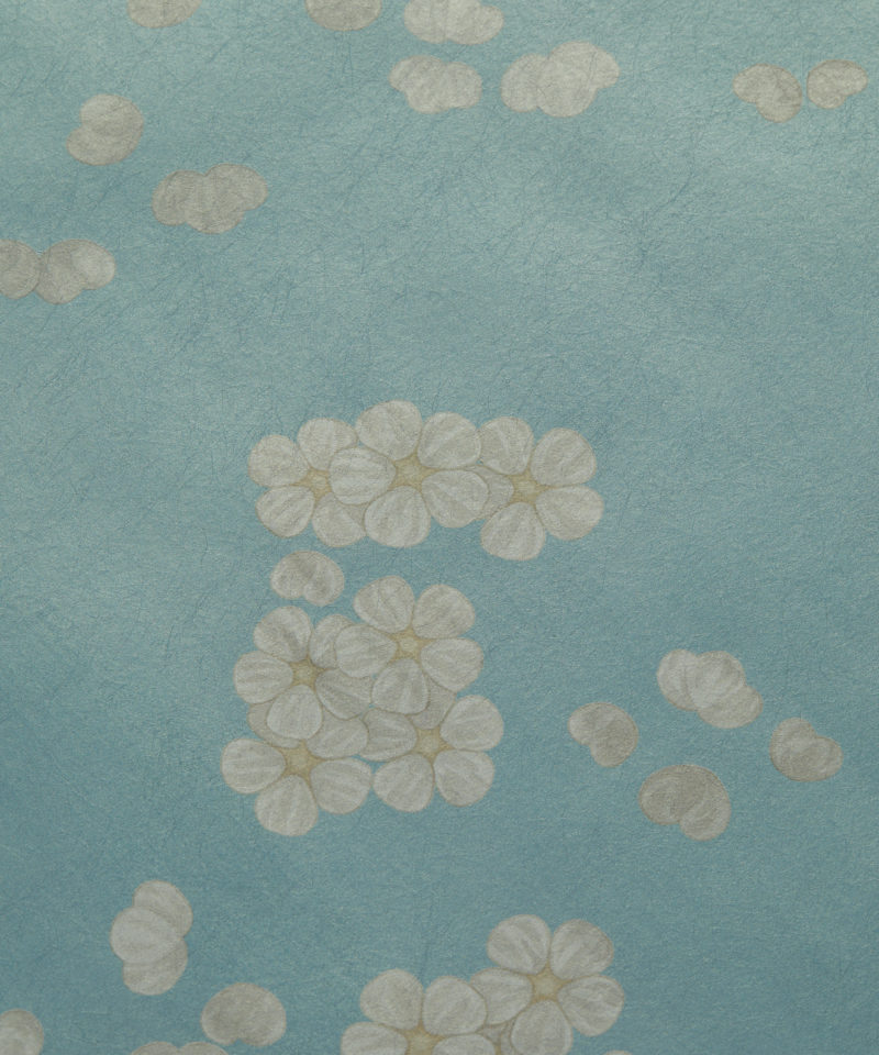 Sakura Wallpaper in Salvia